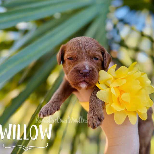 Willow MINI - Goldendoodle Female