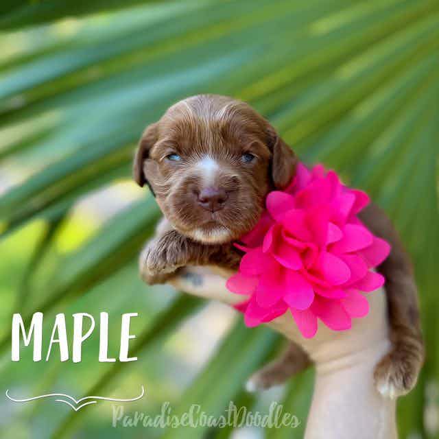 Maple Mini - Goldendoodle Female