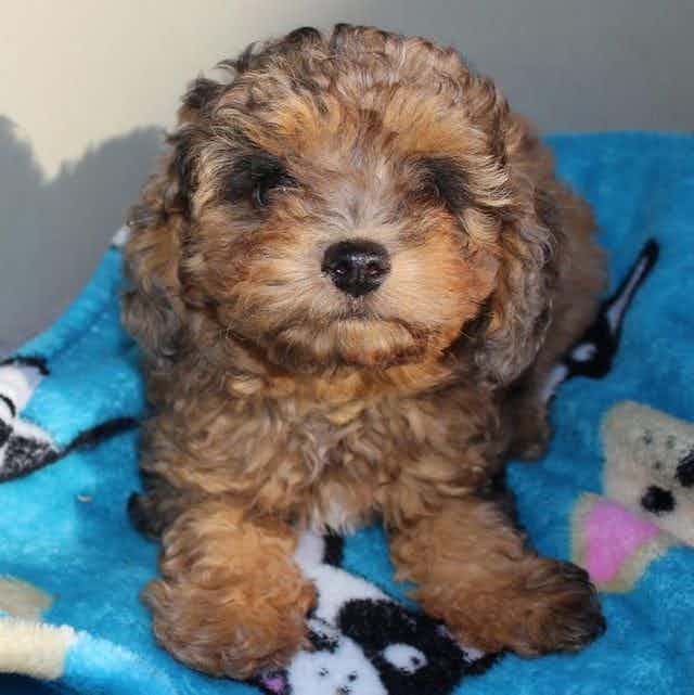 Quincy - Toy Poodle Male