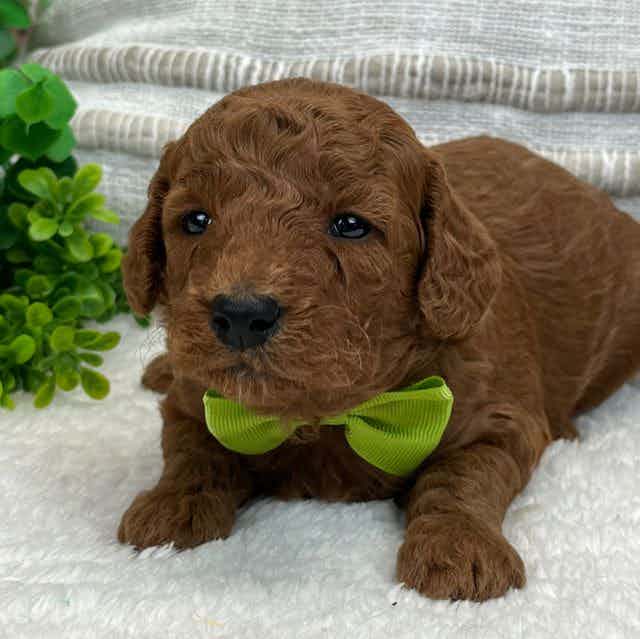 Brinley's Green - Goldendoodle Male