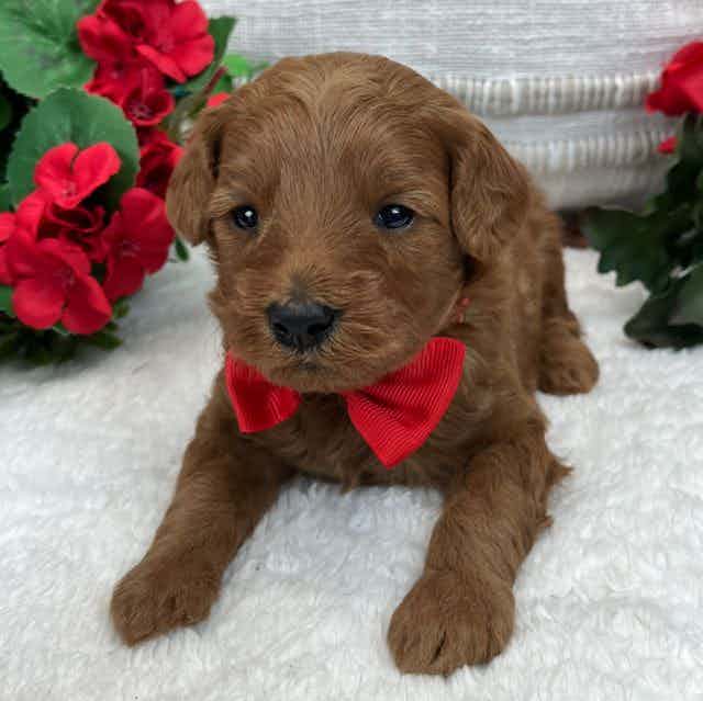 Brinley's Red B - Goldendoodle Male