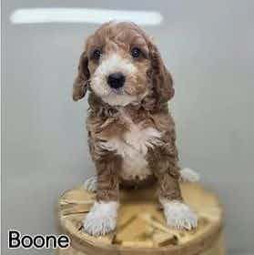 Boone - Goldendoodle Male