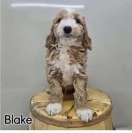 Blake - Goldendoodle Male