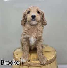 Brooke - Goldendoodle Female