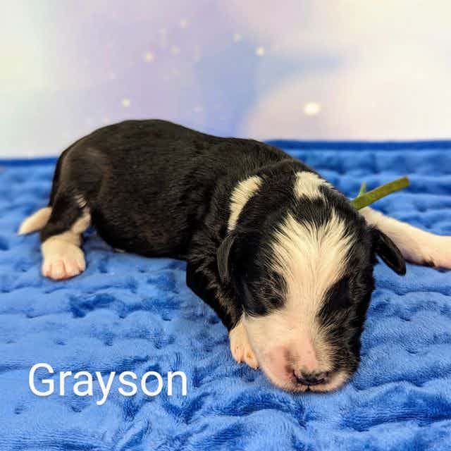 Grayson  - Sheepadoodle Male