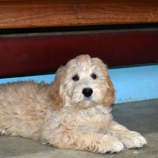 Chester - Goldendoodle Male