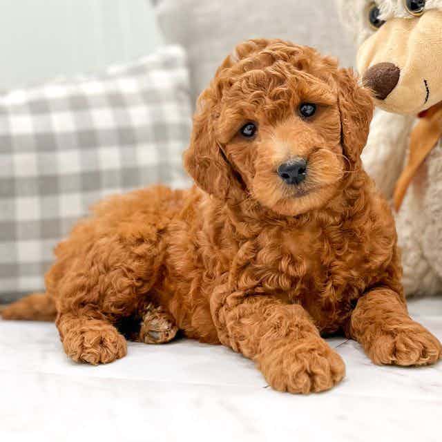 Franky - Goldendoodle Male
