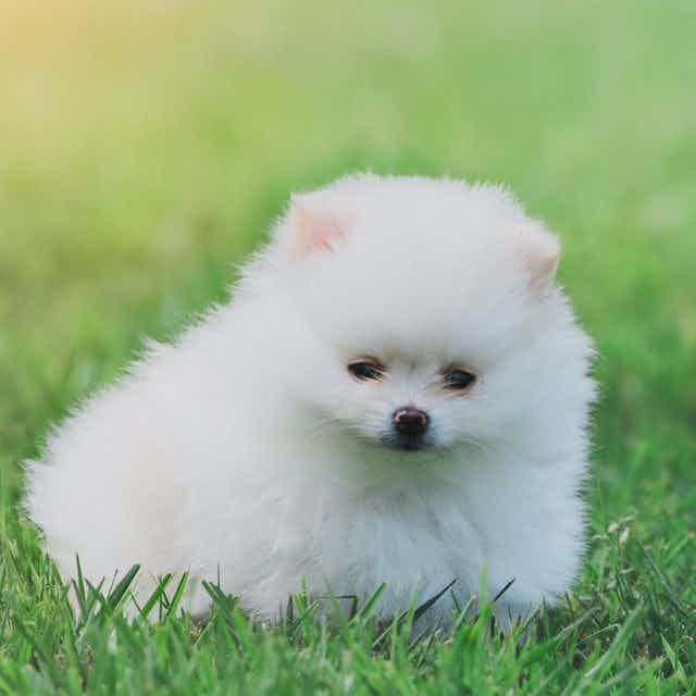 Chanel - Pomeranian Female