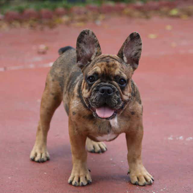 Sandro - French Bulldog Male