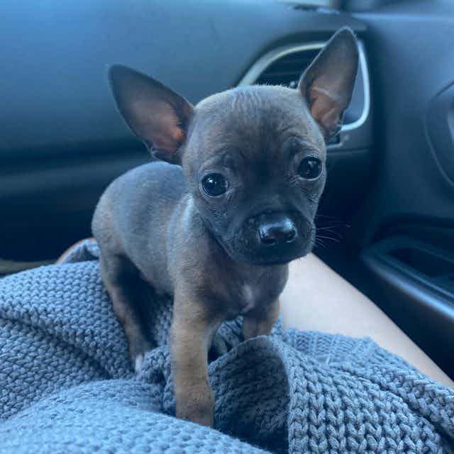 Cookie - Chihuahua Male