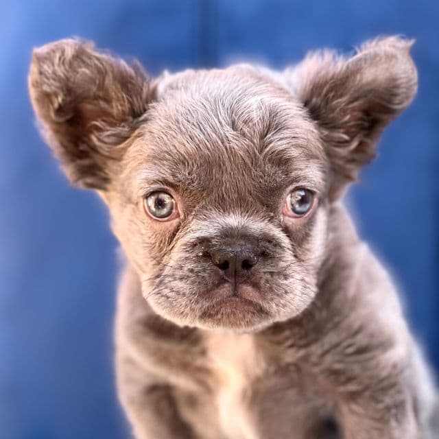 Smokey - French Bulldog Male