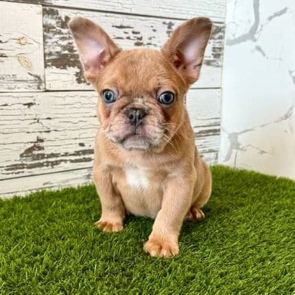 Simba - French Bulldog Male
