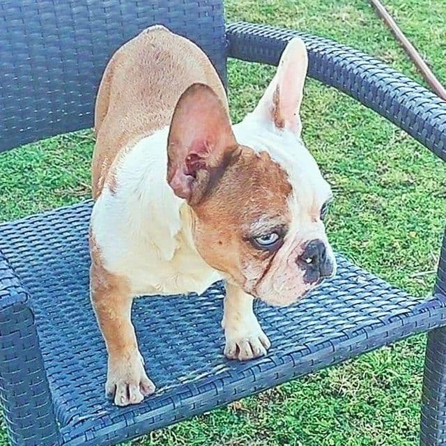 Spotty - French Bulldog Male