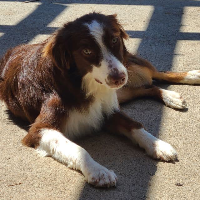 Milo - Australian Shepherd Male