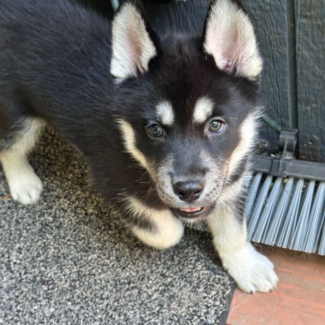 Rocky - Siberian Husky Male