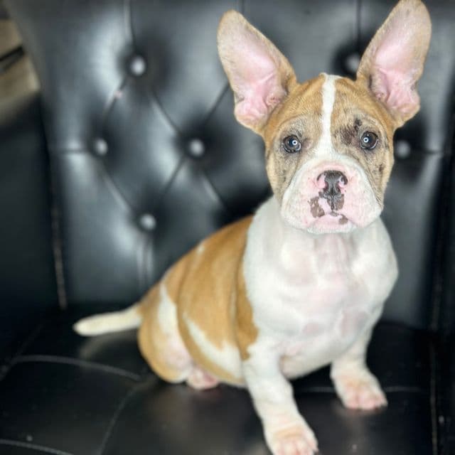 Skylar - American Bully Female