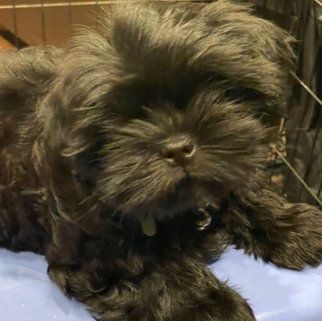 Apalo - Shih Tzu Male