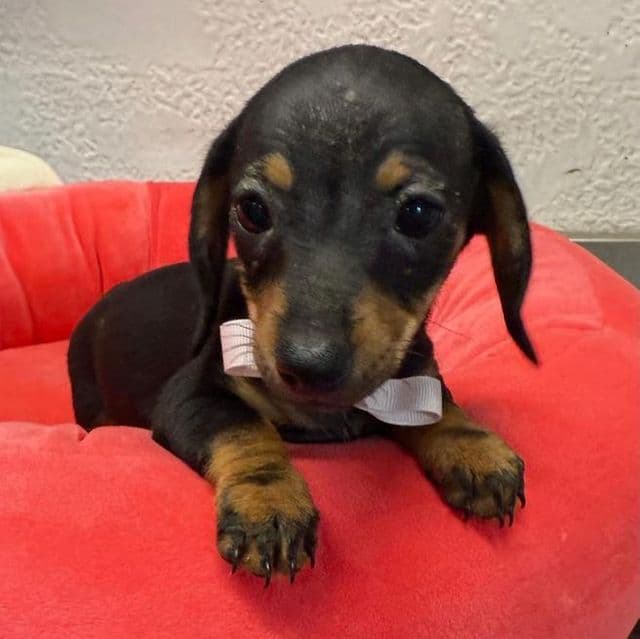 Dolly - Dachshund Female