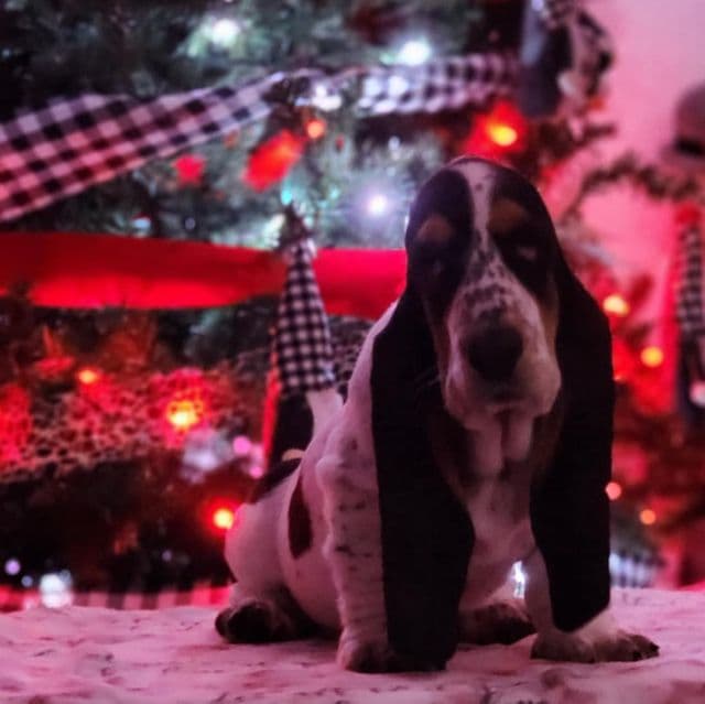 Purple Female - Basset Hound Female