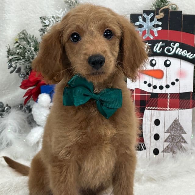 Lucy Green Boy - Goldendoodle Male
