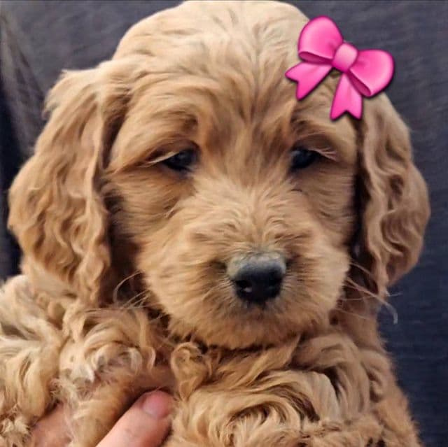 Violeta - Goldendoodle Female