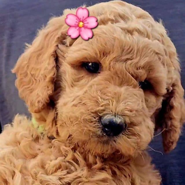 Kiara - Goldendoodle Female
