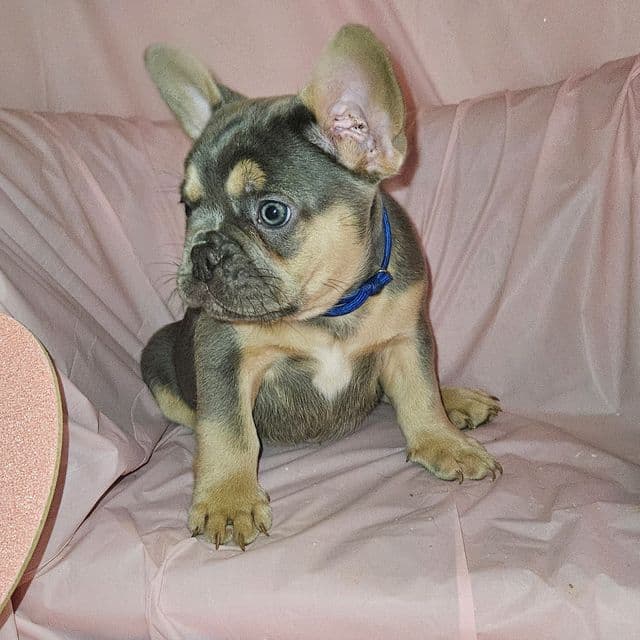 Bluey - French Bulldog Male
