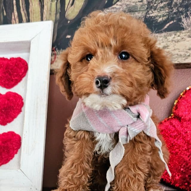 Stella - Goldendoodle Female