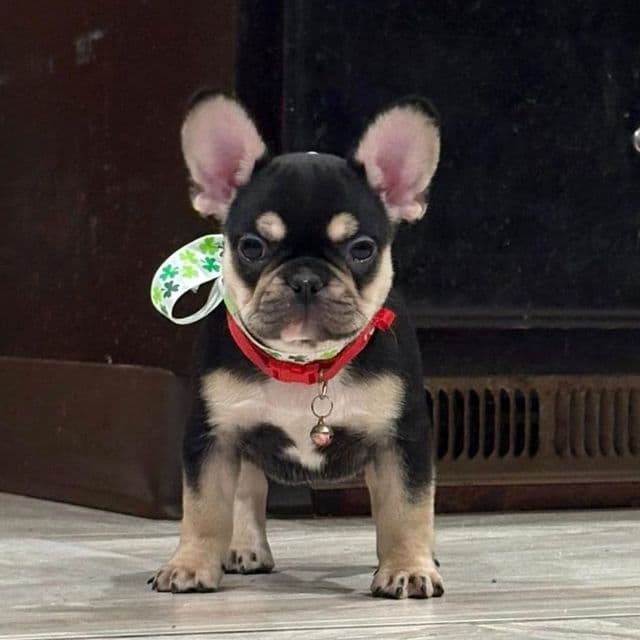 crumpet - French Bulldog Female