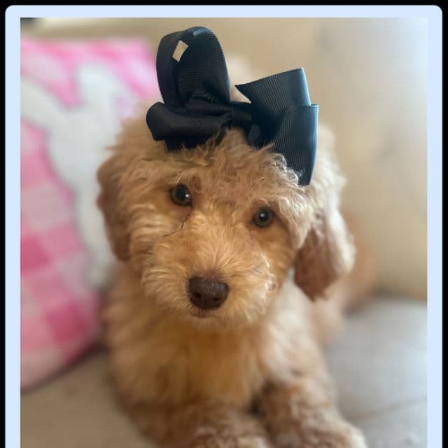 Coco - Goldendoodle Female