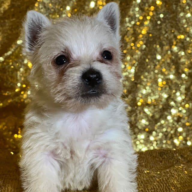 Dashi - West Highland White Terrier Male