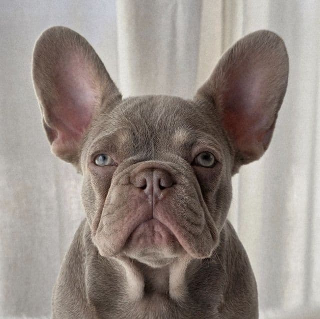 Isabella - French Bulldog Female