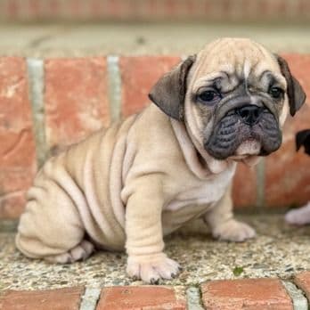 Blue Fawn Girl - English Bulldog Female