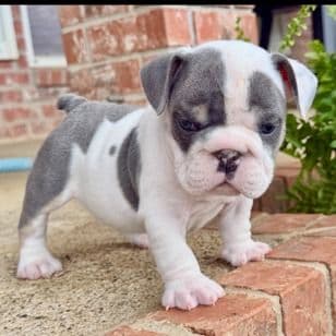 Blue and White - English Bulldog Male