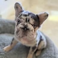 Sophie - Fluffy - Big Rope - French Bulldog Female