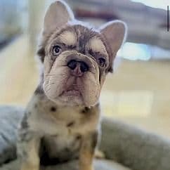Bodhi - French Bulldog Male