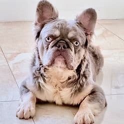 Drako - French Bulldog Male