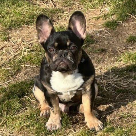 Outlaw - French Bulldog Male