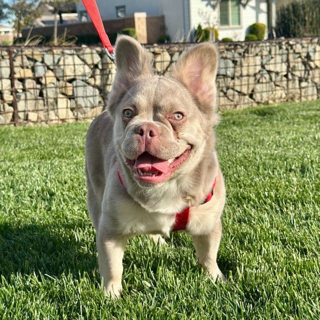 "Thor" God of Thunder - French Bulldog Male