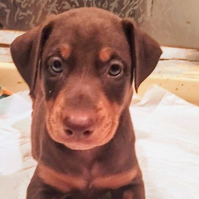 Red collar - Doberman Pinscher Female