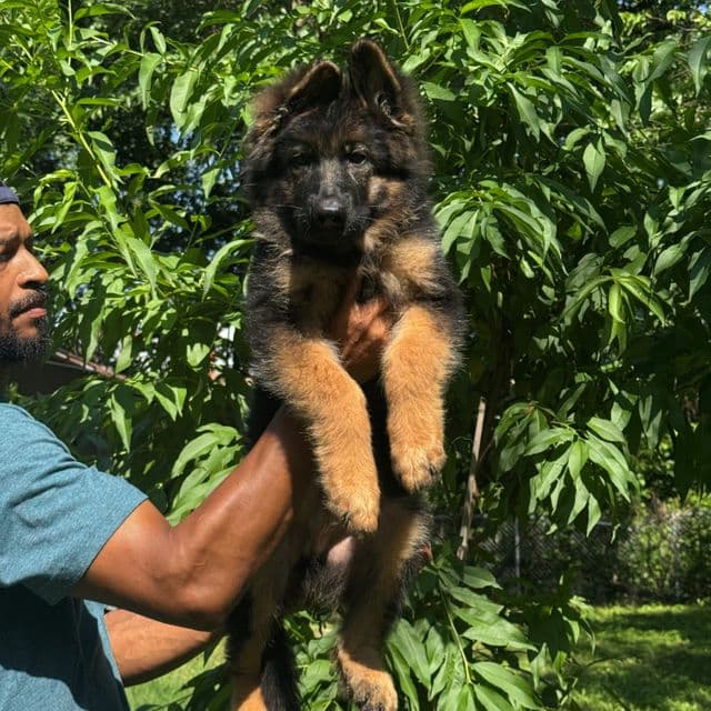 Zandor - German Shepherd Dog Male