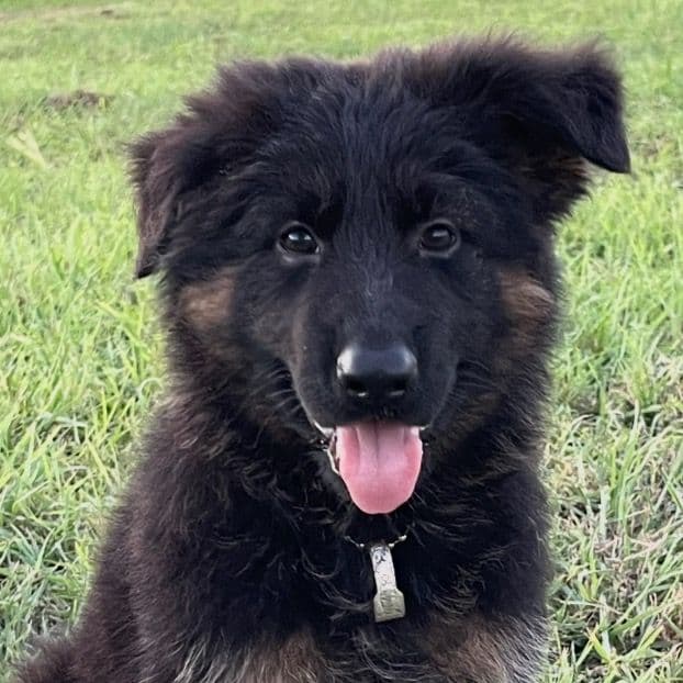 Dago - German Shepherd Dog Male