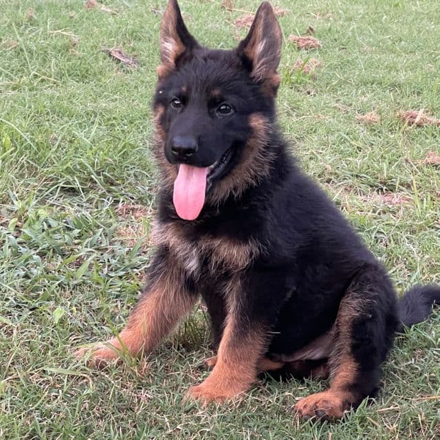 Moss - German Shepherd Dog Male