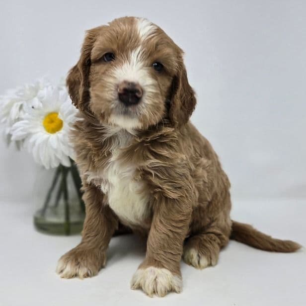 Nelson - Goldendoodle Male