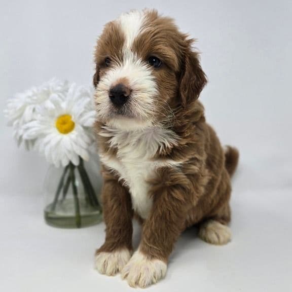 Nevan - Goldendoodle Male