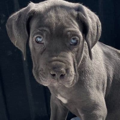 Male 1 - Neapolitan Mastiff Male