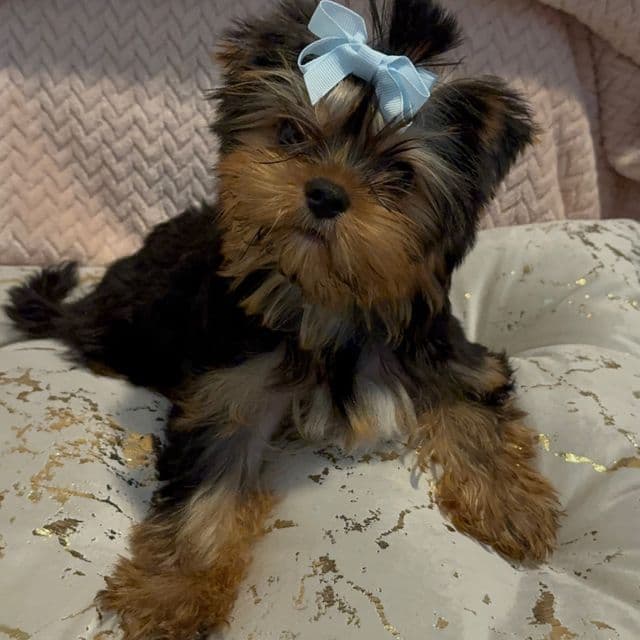 Russian Lexx - Yorkshire Terrier Male