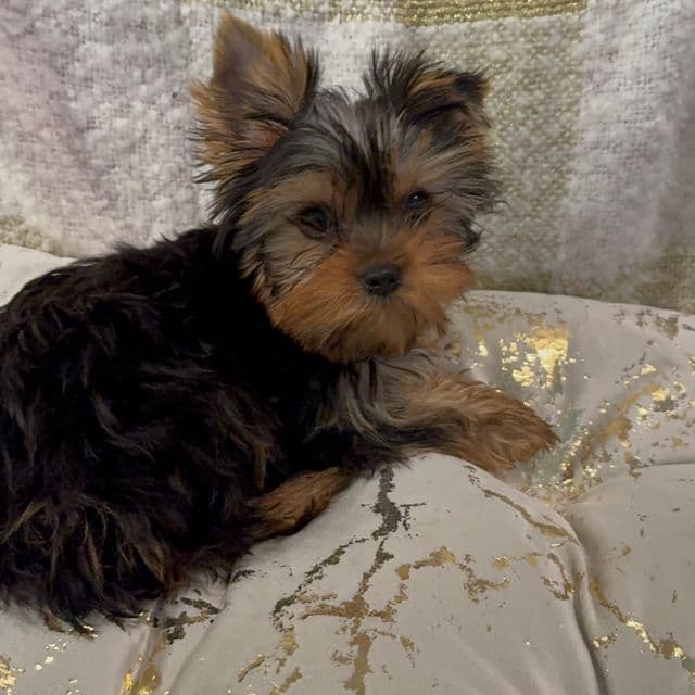 Princess hurrem - Yorkshire Terrier Female