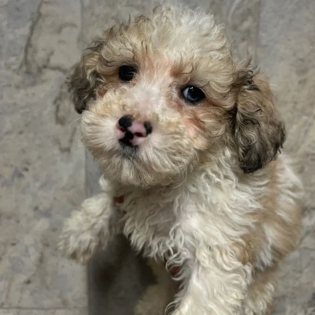 Jackson - Labradoodle Male