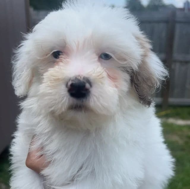 Bluey - Labradoodle Male